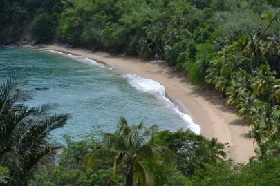 Starfish Tobago